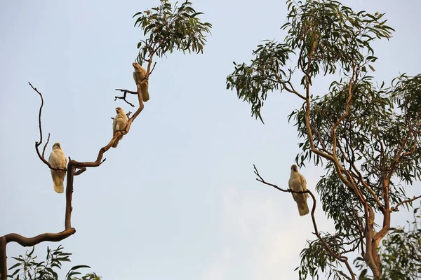澳大利亚新南威尔士州悉尼皇家植物园树上的四只硫磺形鹦鹉 — 图库照片