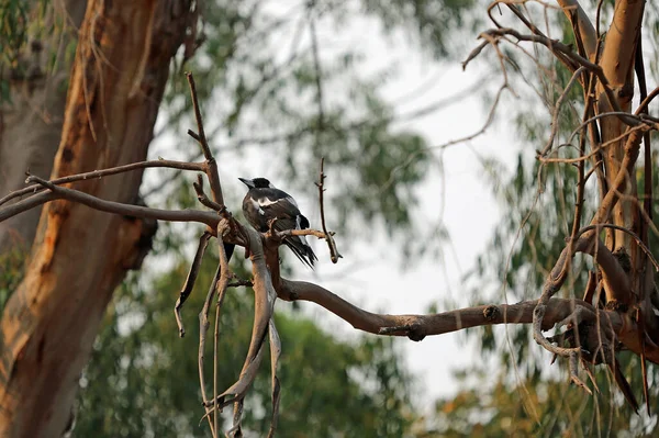 澳大利亚喜鹊在树上 皇家植物园 澳大利亚新南威尔士州悉尼 — 图库照片