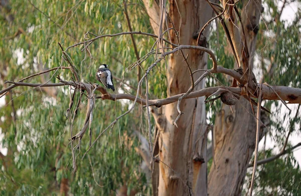 澳大利亚喜鹊在分支 皇家植物园 新南威尔士 澳大利亚 — 图库照片
