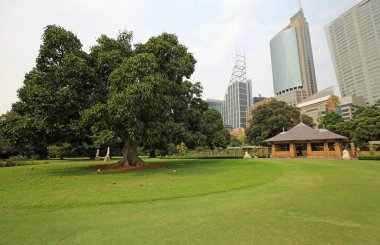 İncir ağacı ve gül bahçesi köşkü - Kraliyet Botanik Bahçeleri, Yeni Güney Galler, Avustralya