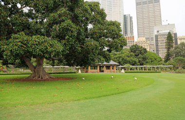 Ibis İnder İncir Ağacı Grubu - Kraliyet Botanik Bahçeleri, Yeni Güney Galler, Avustralya