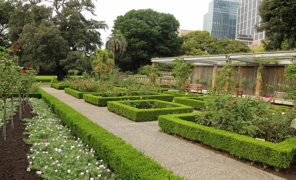 Jardín Rosas Bien Cuidado Royal Botanic Gardens New South Wales — Foto de Stock