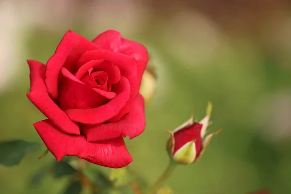 Red Rose Royal Botanic Gardens Sydney Nueva Gales Del Sur — Foto de Stock