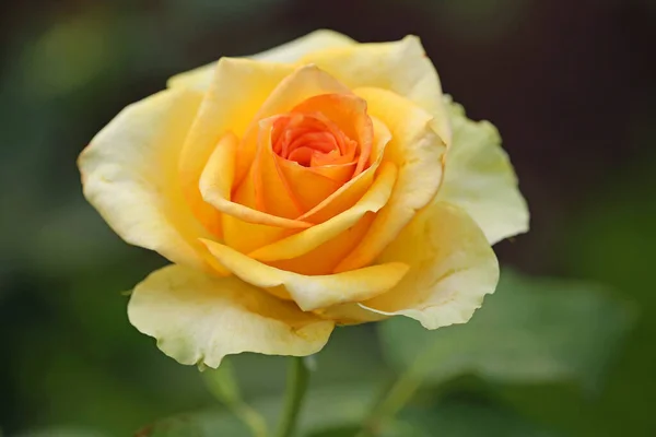 Yellow Rose Royal Botanic Gardens Sydney Nova Gales Sul Austrália — Fotografia de Stock