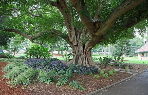 Pod Stromem Královské Botanické Zahrady Sydney Nový Jižní Wales Austrálie — Stock fotografie