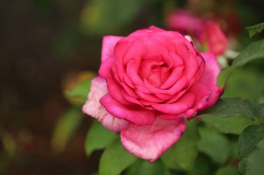 Pembe Gül - Kraliyet Botanik Bahçeleri, Sydney, Yeni Güney Galler, Avustralya