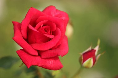 Kırmızı gül - Kraliyet Botanik Bahçeleri, Sydney, Yeni Güney Galler, Avustralya