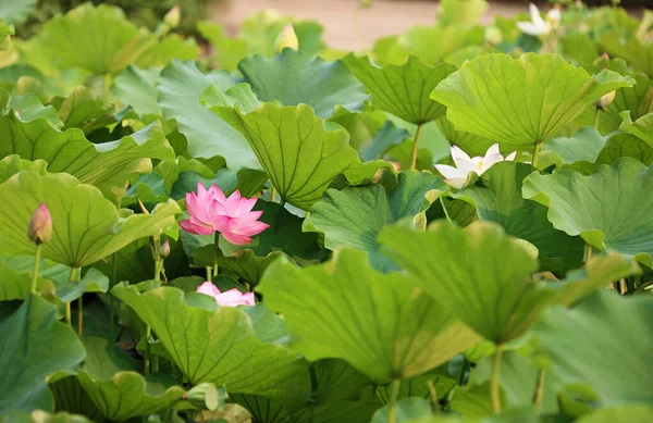 Lotus flowers and lotus leaves - Royal Botanic Gardens, Sydney, New South Wales, Australia