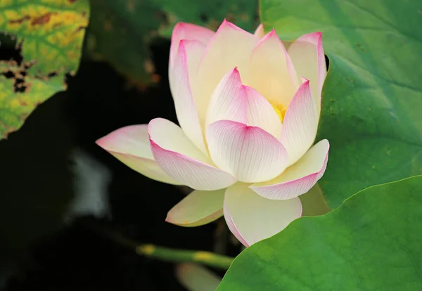 White Pink Lotus Royal Botanic Gardens Sydney New South Wales — стокове фото