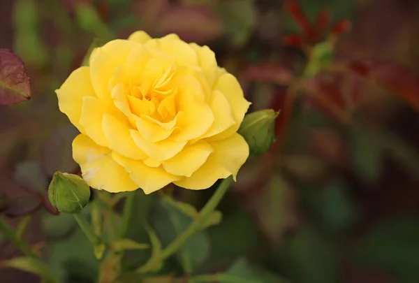 Yellow Rose Royal Botanic Gardens Sydney Nova Gales Sul Austrália — Fotografia de Stock