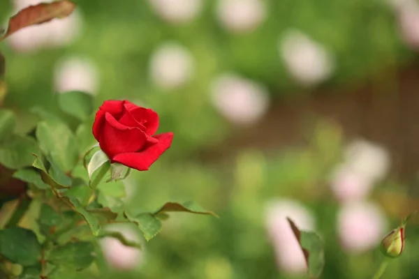 Red Rose Bud Royal Botanic Gardens Sydney New South Wales — Stock Photo, Image
