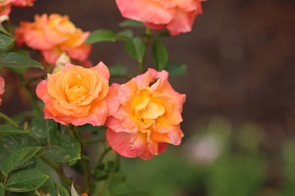 Rose Pastello Royal Botanic Gardens Sydney Nuovo Galles Del Sud — Foto Stock