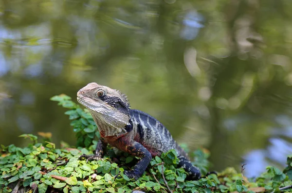 Water Dragon Water New South Wales Australia — Stock Photo, Image