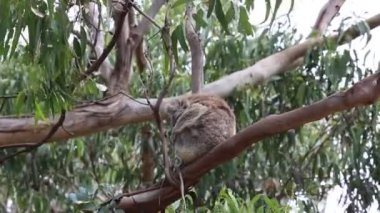 Koala dalda - Victoria, Avustralya