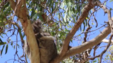 Koala kaşınıyor - Victoria, Avustralya