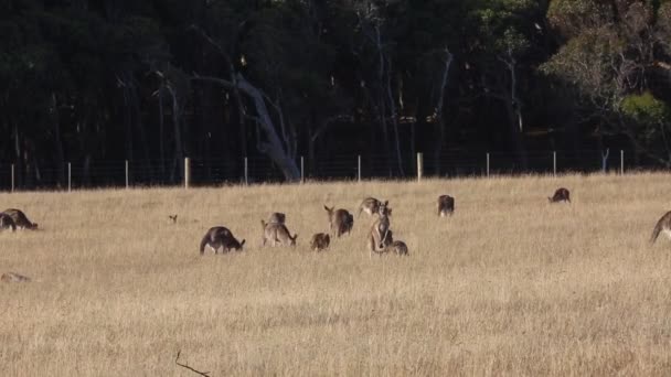 Kangourou Animaux Sauvages Victoria Australie — Video