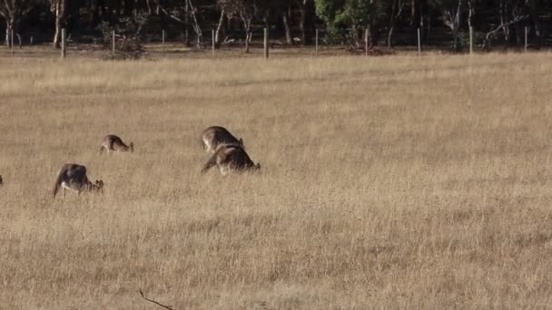 Four kangaroo - Victoria, Australie 