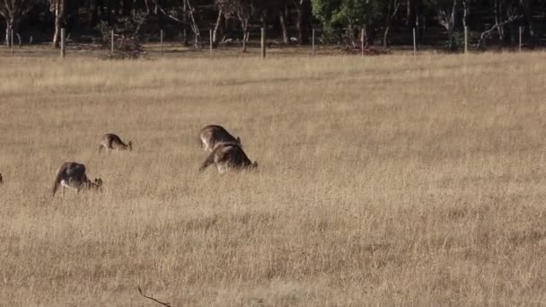 Vier Kangoeroe Victoria Australië — Stockvideo