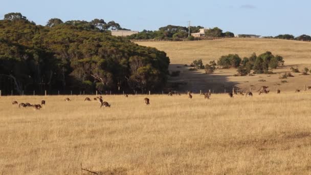 Wild Kangaroo Victoria Αυστραλία — Αρχείο Βίντεο