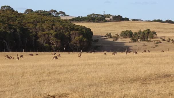 Landschaft Mit Känguru Victoria Australien — Stockvideo