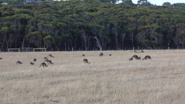 Herd Kangaroo Victoria Αυστραλία — Αρχείο Βίντεο