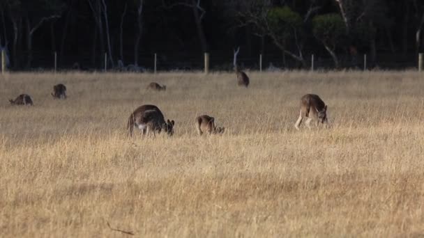 Vrouwelijke Kangoeroe Krabben Victoria Australië — Stockvideo