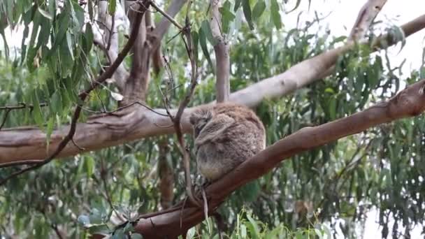 Uyuyan Koala Victoria Avustralya — Stok video