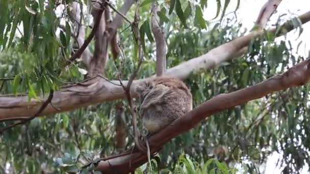 Koala Branch Victoria Αυστραλία — Αρχείο Βίντεο