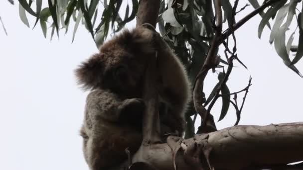 Koala Budzi Się Victoria Australia — Wideo stockowe