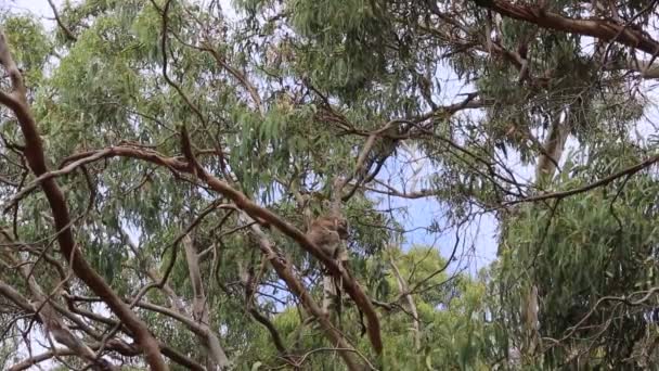 Koala Eukalyptusträd Victoria Australien — Stockvideo