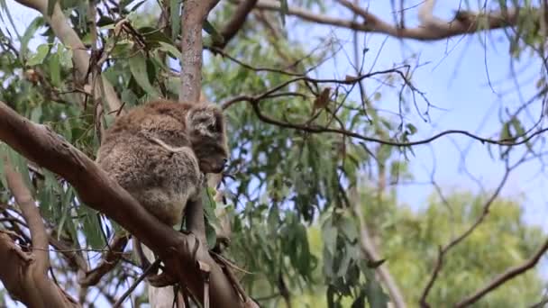Okaliptüs Dalında Koala Victoria Avustralya — Stok video