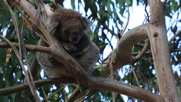 Şirin Koala Victoria Avustralya — Stok video