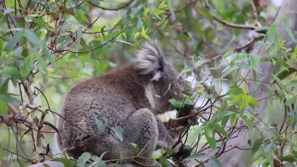 Koala Jíst Victoria Austrálie — Stock video