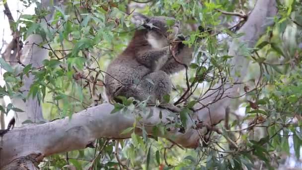 Koala Eukaliptusz Leveleket Eszik Victoria Ausztrália — Stock videók