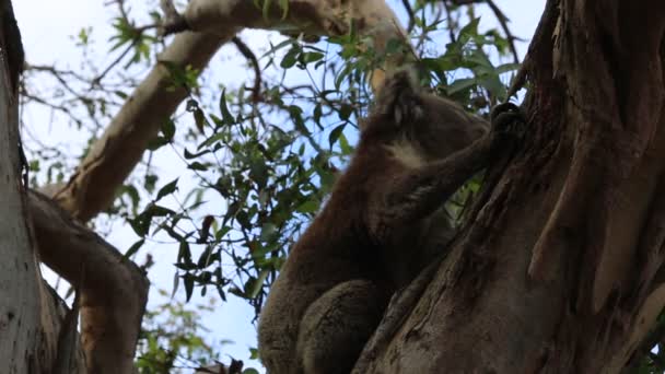 Okaliptüs Sapı Üzerine Koala Victoria Avustralya — Stok video