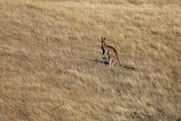 Kangaroo Wzgórzu Victoria Australia — Zdjęcie stockowe