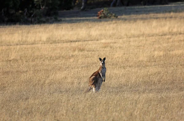 Kangur Oglądający Mnie Victoria Australia — Zdjęcie stockowe