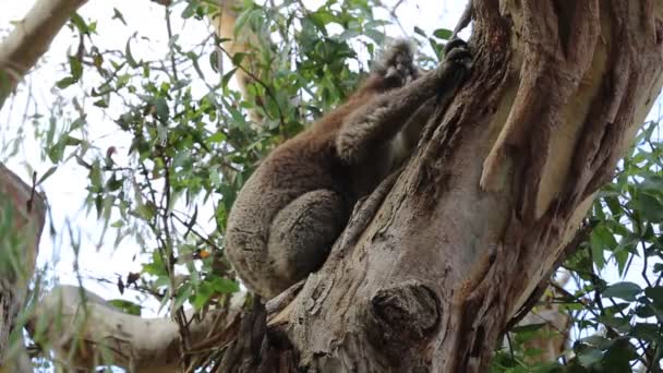Koala Eucalyptus Stem Виктория Австралия — стоковое видео