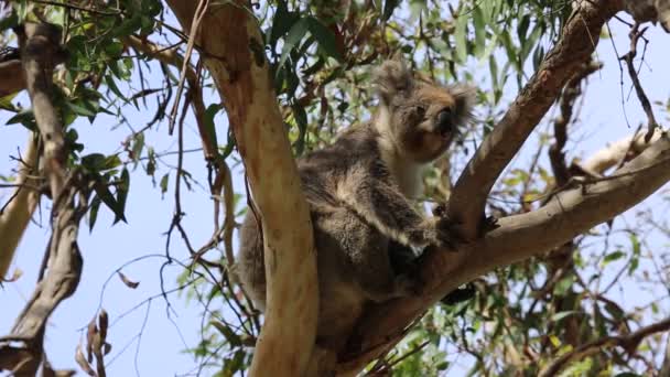 Sleepy Koala Victoria Australia — Stock Video