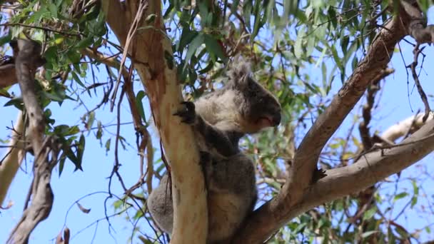 Active Koala Виктория Австралия — стоковое видео