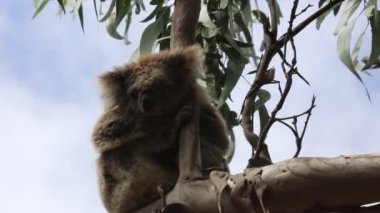 Uyuyan Koala - Victoria, Avustralya
