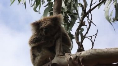 Uyuyan Koala - Victoria, Avustralya
