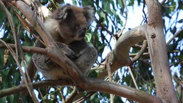Vakna Koala Victoria Australien — Stockvideo