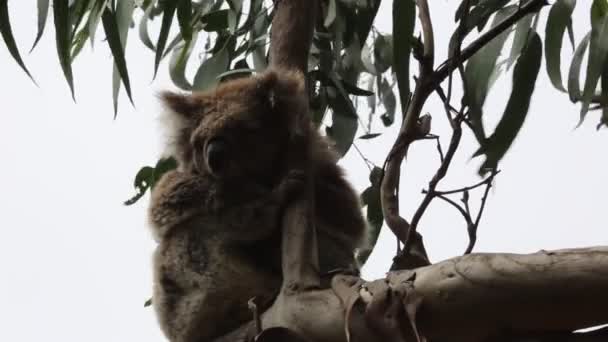 コアラ睡眠 ビクトリア州 オーストラリア — ストック動画