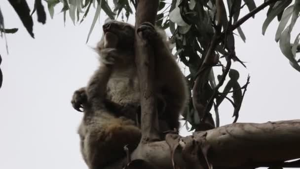 Koala Rascarse Quedarse Dormido Victoria Australia — Vídeos de Stock