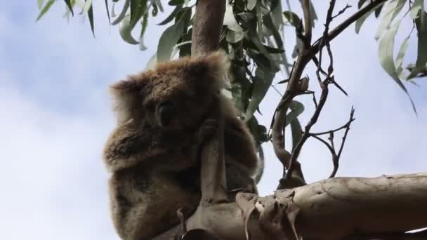 Śpiąca Koala Victoria Australia — Wideo stockowe