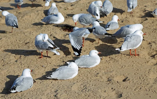 银鸥在海滩上休息 澳大利亚维多利亚 — 图库照片