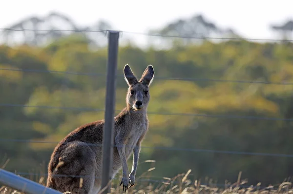 Canguro Detrás Valla Victoria Australia — Foto de Stock