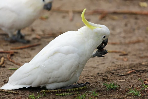 Fehér Kakadu Kén Crested Cockatoo Victoria Ausztrália — Stock Fotó