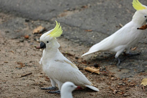 Cacatúa Crestada Azufre Victoria Australia — Foto de Stock